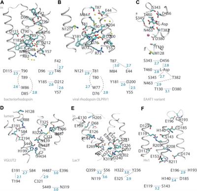 Proton-Binding Motifs of Membrane-Bound Proteins: From Bacteriorhodopsin to Spike Protein S